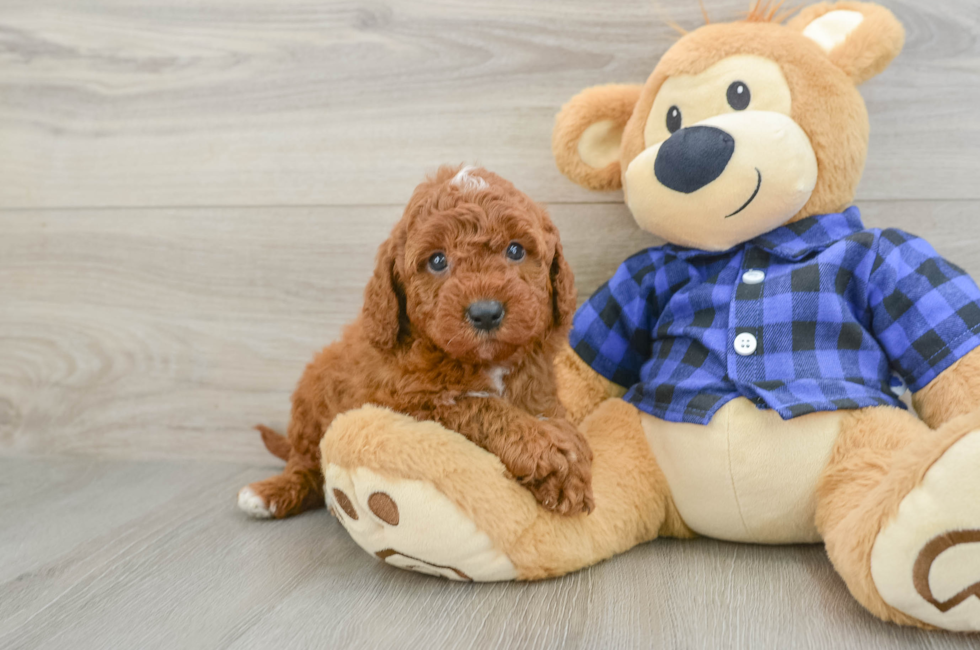 7 week old Mini Irish Doodle Puppy For Sale - Windy City Pups