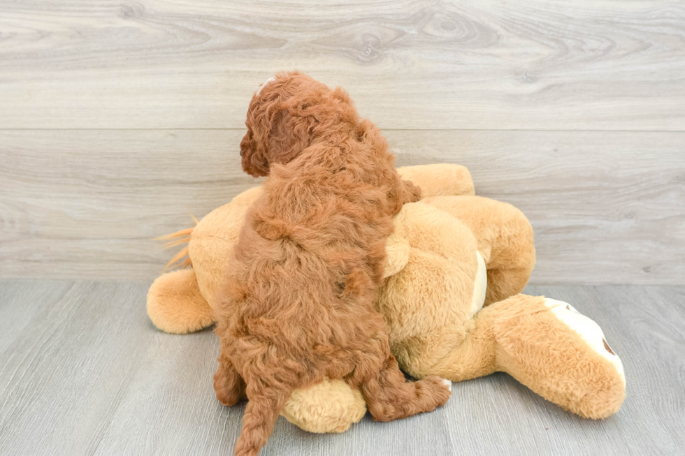 Mini Irish Doodle Pup Being Cute