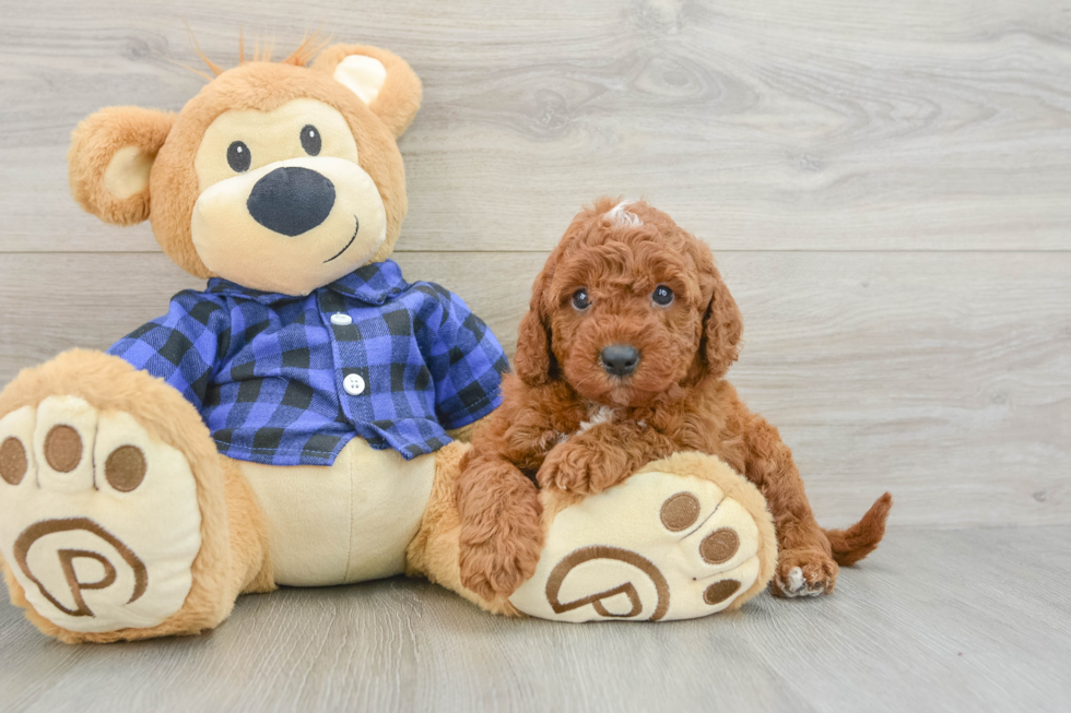 Adorable Setterdoodle Poodle Mix Puppy