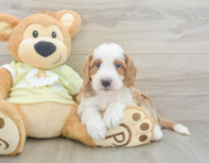 5 week old Mini Irish Doodle Puppy For Sale - Windy City Pups
