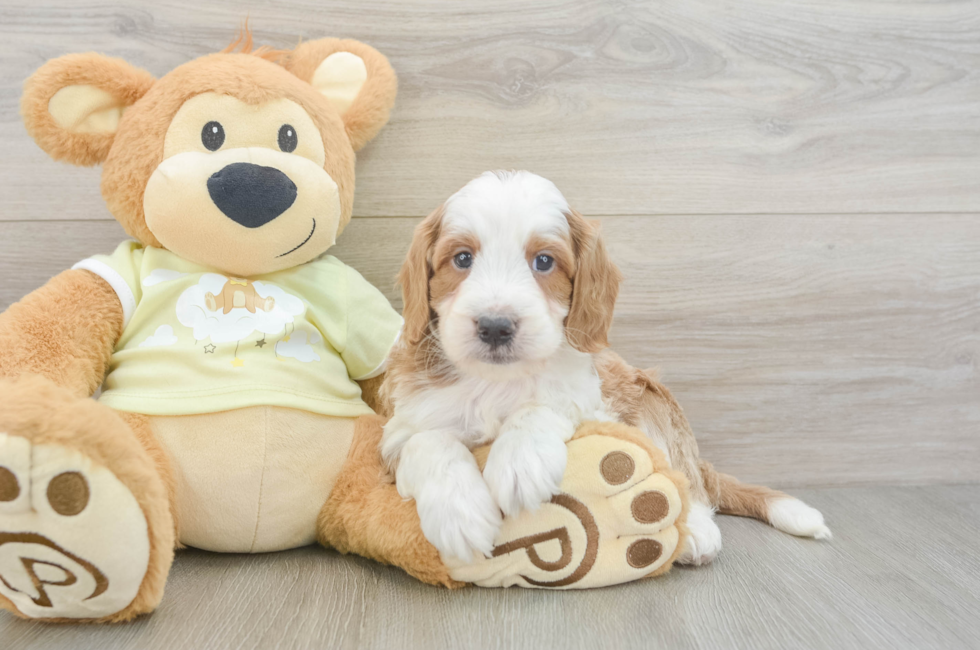 5 week old Mini Irish Doodle Puppy For Sale - Windy City Pups