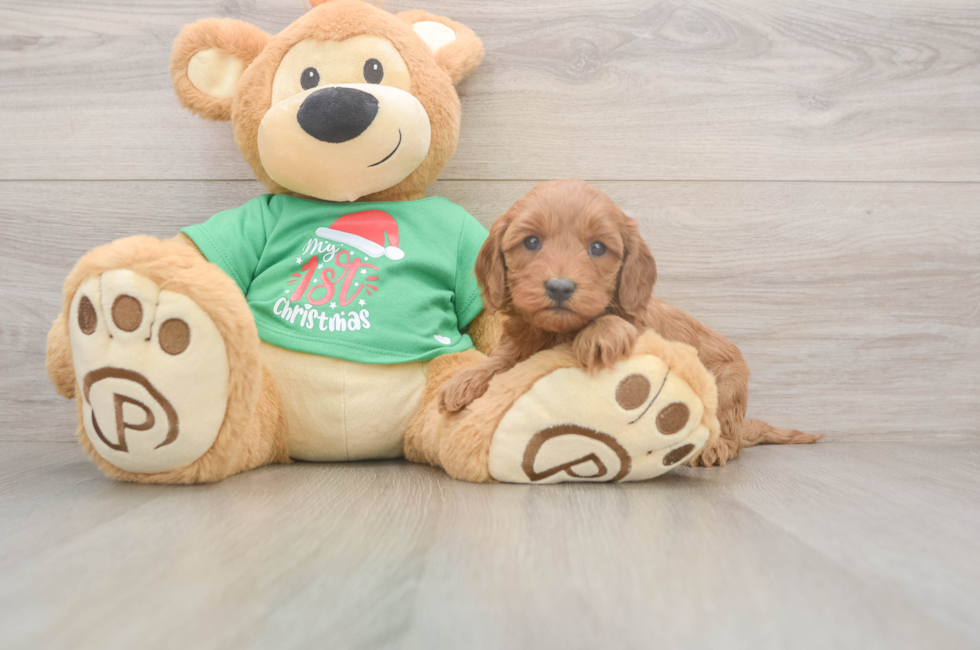 5 week old Mini Irish Doodle Puppy For Sale - Windy City Pups