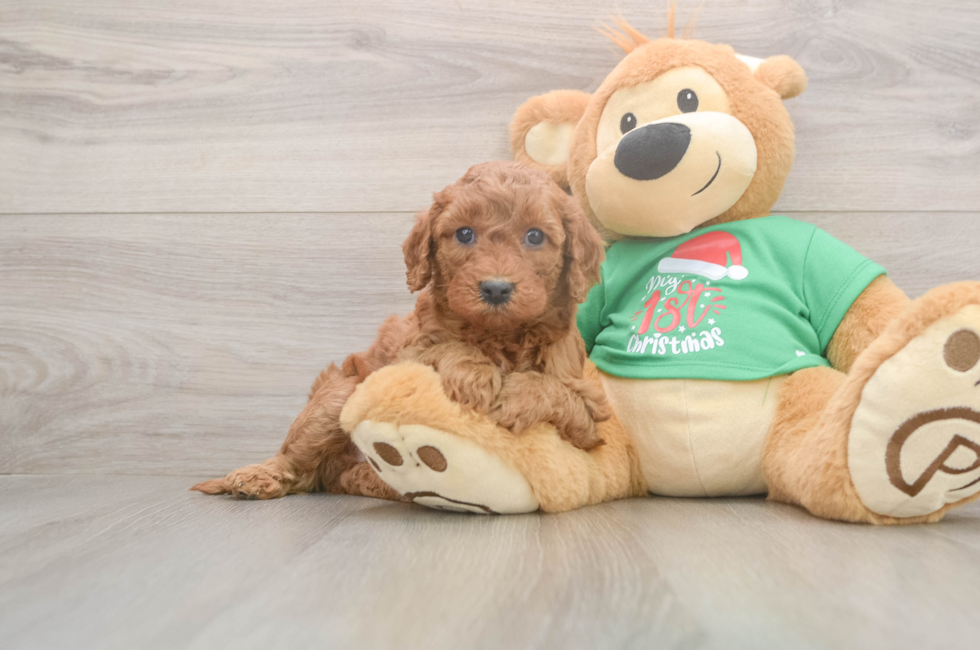 5 week old Mini Irish Doodle Puppy For Sale - Windy City Pups