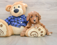 5 week old Mini Irish Doodle Puppy For Sale - Windy City Pups