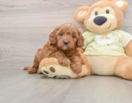 8 week old Mini Irish Doodle Puppy For Sale - Windy City Pups