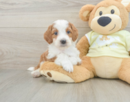 6 week old Mini Irish Doodle Puppy For Sale - Windy City Pups