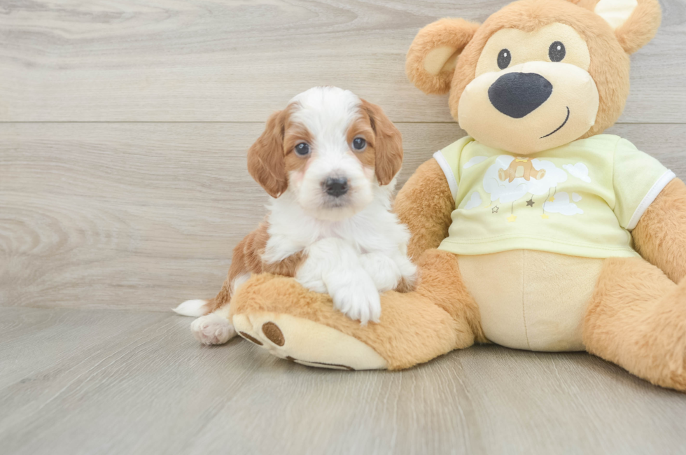 5 week old Mini Irish Doodle Puppy For Sale - Windy City Pups