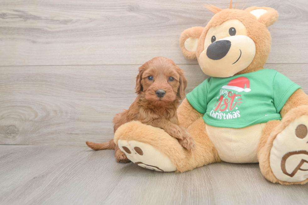 Mini Irish Doodle Puppy for Adoption