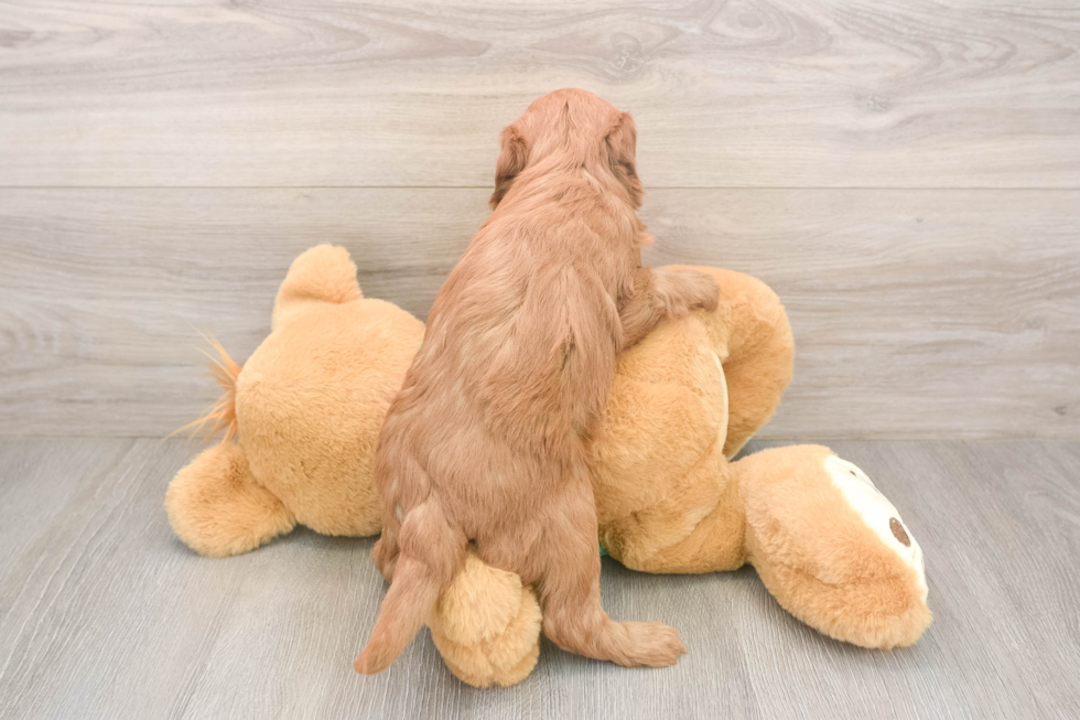 Best Mini Irish Doodle Baby