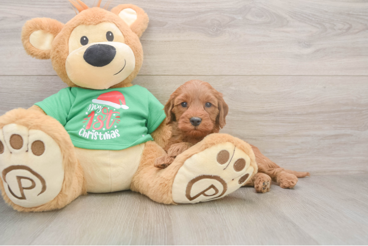 Little Irish Setterpoo Poodle Mix Puppy