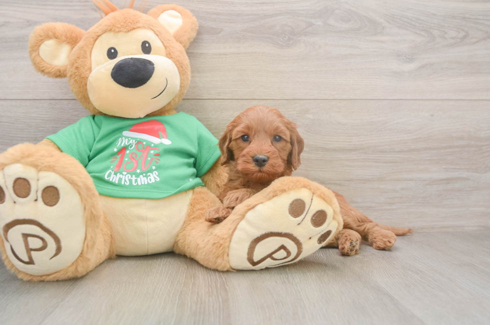 5 week old Mini Irish Doodle Puppy For Sale - Windy City Pups