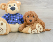 6 week old Mini Irish Doodle Puppy For Sale - Windy City Pups
