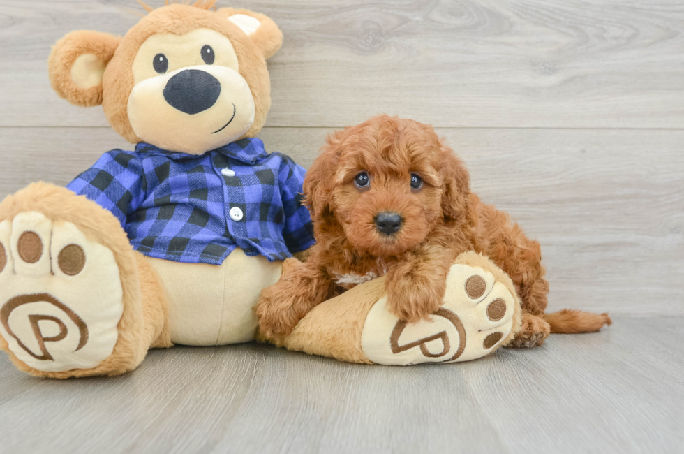7 week old Mini Irish Doodle Puppy For Sale - Windy City Pups