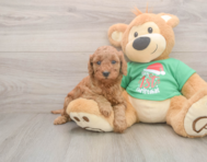 6 week old Mini Irish Doodle Puppy For Sale - Windy City Pups