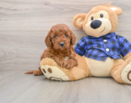 6 week old Mini Irish Doodle Puppy For Sale - Windy City Pups