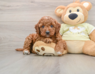 8 week old Mini Irish Doodle Puppy For Sale - Windy City Pups