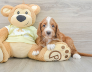 7 week old Mini Irish Doodle Puppy For Sale - Windy City Pups
