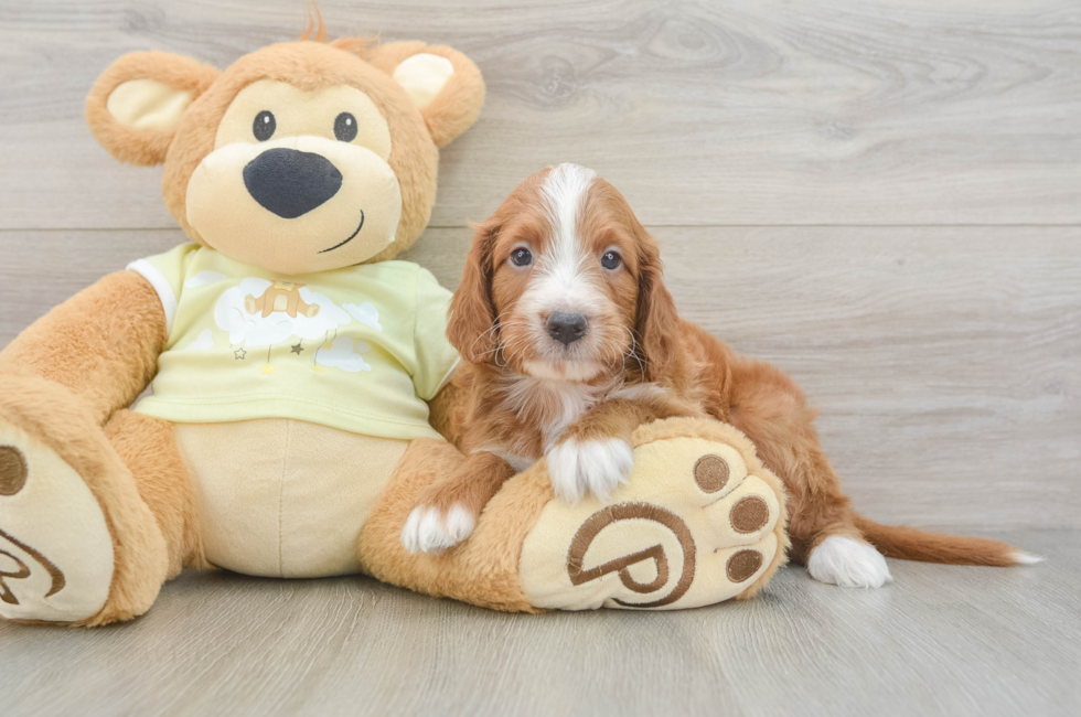 5 week old Mini Irish Doodle Puppy For Sale - Windy City Pups