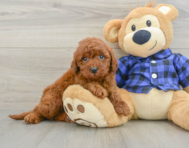 5 week old Mini Irish Doodle Puppy For Sale - Windy City Pups
