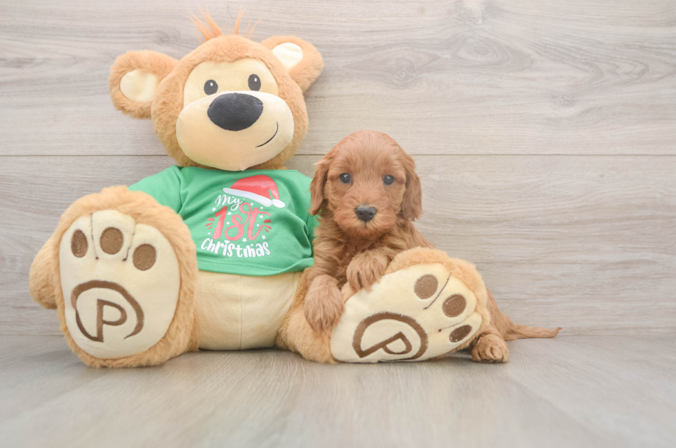 5 week old Mini Irish Doodle Puppy For Sale - Windy City Pups