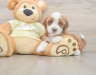 5 week old Mini Irish Doodle Puppy For Sale - Windy City Pups