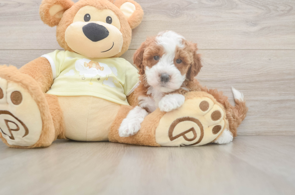 6 week old Mini Irish Doodle Puppy For Sale - Windy City Pups