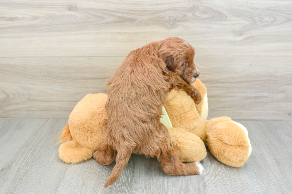 Little Mini Irishdoodle Poodle Mix Puppy