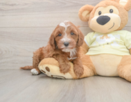 5 week old Mini Irish Doodle Puppy For Sale - Windy City Pups