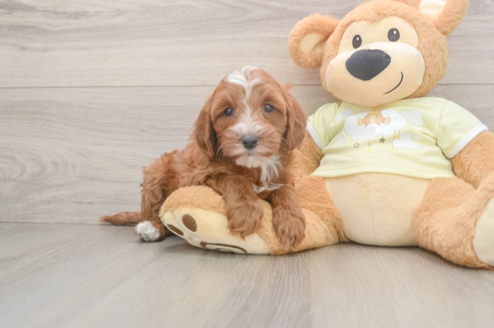 6 week old Mini Irish Doodle Puppy For Sale - Windy City Pups