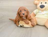 5 week old Mini Irish Doodle Puppy For Sale - Windy City Pups