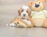 5 week old Mini Irish Doodle Puppy For Sale - Windy City Pups