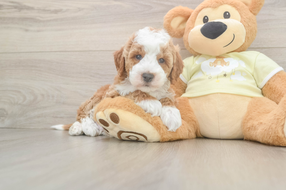 6 week old Mini Irish Doodle Puppy For Sale - Windy City Pups