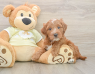 5 week old Mini Irish Doodle Puppy For Sale - Windy City Pups