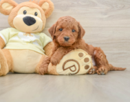 5 week old Mini Irish Doodle Puppy For Sale - Windy City Pups