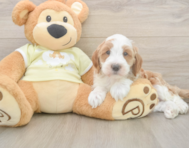 5 week old Mini Irish Doodle Puppy For Sale - Windy City Pups