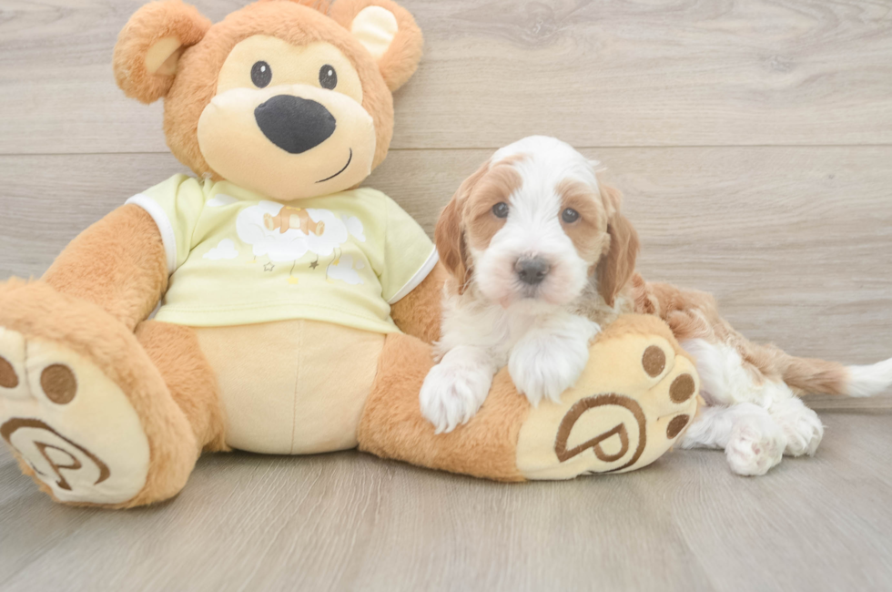 6 week old Mini Irish Doodle Puppy For Sale - Windy City Pups