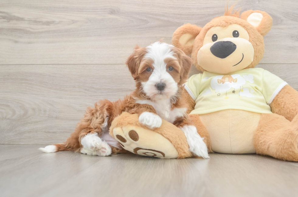 6 week old Mini Irish Doodle Puppy For Sale - Windy City Pups
