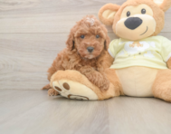 7 week old Mini Irish Doodle Puppy For Sale - Windy City Pups