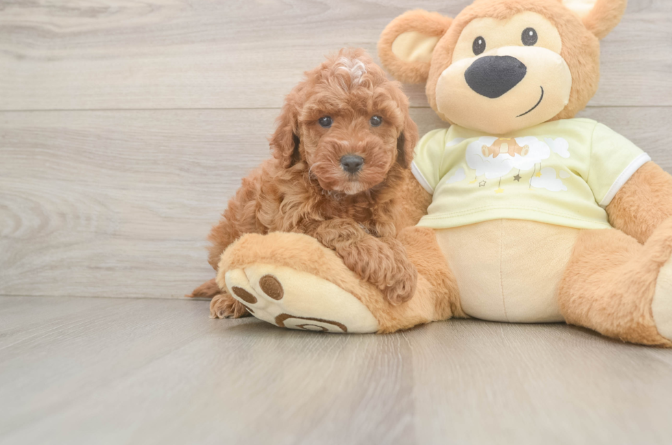 6 week old Mini Irish Doodle Puppy For Sale - Windy City Pups