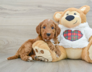 5 week old Mini Irish Doodle Puppy For Sale - Windy City Pups