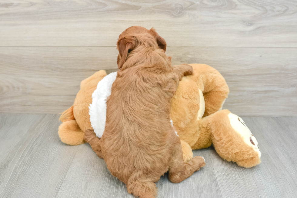 Mini Irish Doodle Pup Being Cute