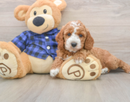 5 week old Mini Irish Doodle Puppy For Sale - Windy City Pups