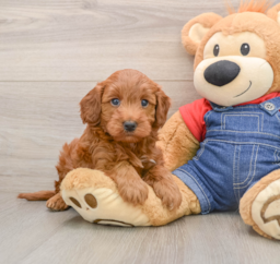 5 week old Mini Irish Doodle Puppy For Sale - Windy City Pups