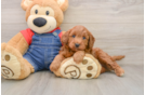 Playful Mini Irishdoodle Poodle Mix Puppy
