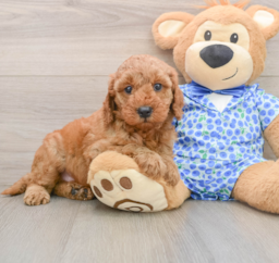 7 week old Mini Irish Doodle Puppy For Sale - Windy City Pups