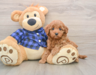 6 week old Mini Irish Doodle Puppy For Sale - Windy City Pups