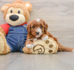 5 week old Mini Irish Doodle Puppy For Sale - Windy City Pups