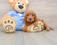 9 week old Mini Irish Doodle Puppy For Sale - Windy City Pups