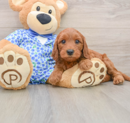 8 week old Mini Irish Doodle Puppy For Sale - Windy City Pups