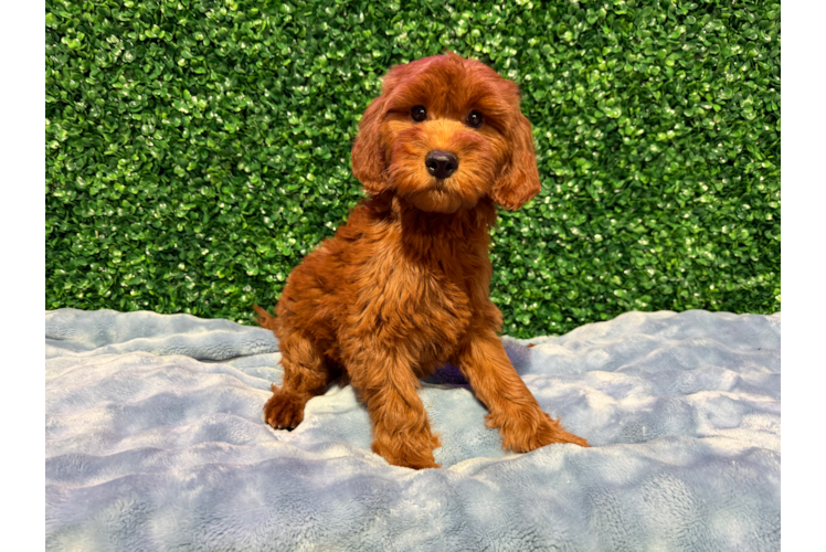 Cute Mini Irish Doodle Baby